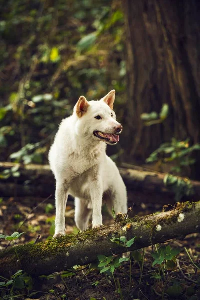 White Shiba Inu Canis Lupus Familiaris Stojí Kmeni Stromu Lese — Stock fotografie