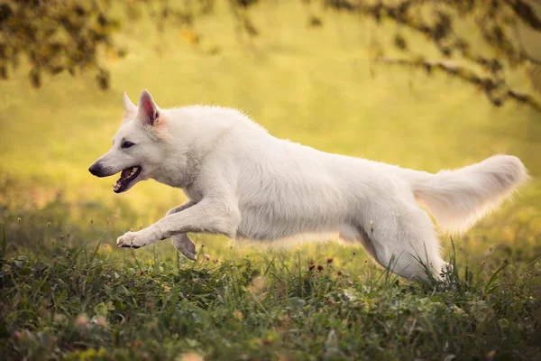 White Swiss Shepherddog Canis Lupus Familiaris Corre Sobre Prado Suíça — Fotografia de Stock