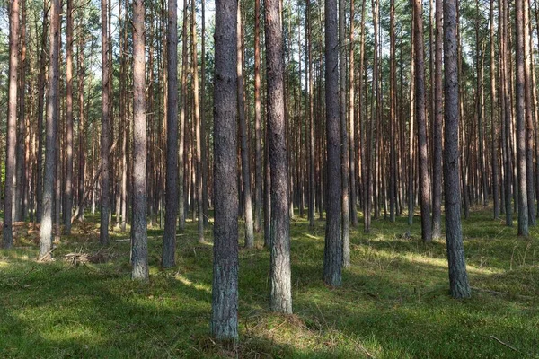 Pines Pinus Pinewood Tree Trunks Dar Forest Fischland Dar Zingst — 스톡 사진