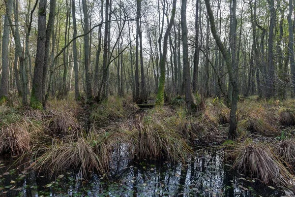 Moorland Unspoilt Dar Forest Dar Fischland Dar Zingst Western Pomerania — Fotografia de Stock