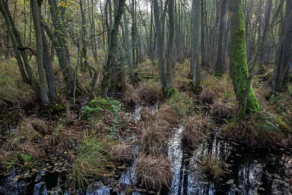 Brughiera Nella Foresta Incontaminata Dar Dar Fischland Dar Zingst Parco — Foto Stock