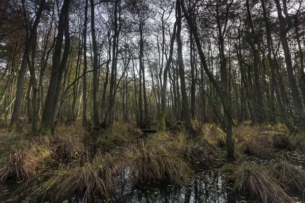 Brughiera Nella Foresta Incontaminata Dar Dar Fischland Dar Zingst Parco — Foto Stock