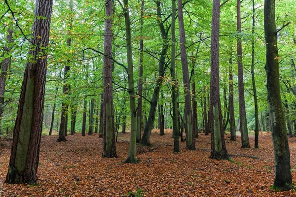 Las Bukowy Jesienny Las Dar Forest Dar Fischland Dar Zingst — Zdjęcie stockowe
