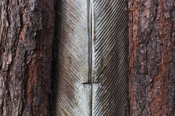 Kiefern Pinus Mit Harzgewinnung Bis 1990 Dar Forest Dar Fischland — Stockfoto