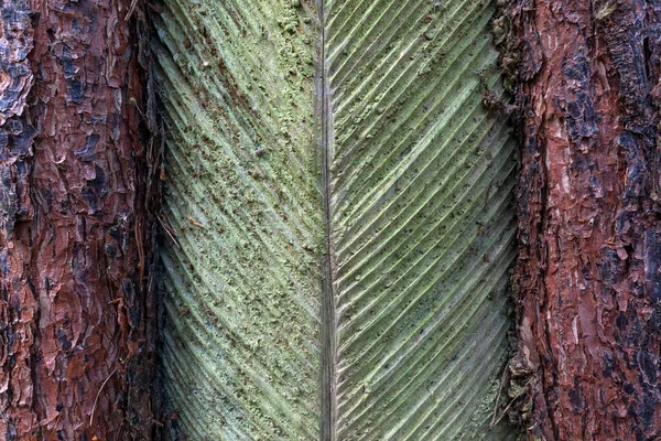 Pin Pinus Avec Extraction Résine Jusqu 1990 Dar Forest Dar — Photo