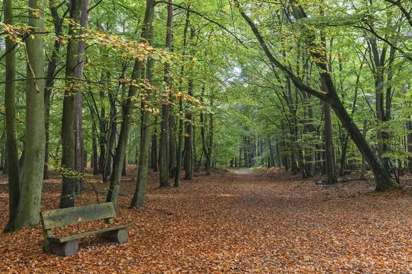 Las Bukowy Szlak Leśny Jesienią Las Dar Dar Fischland Dar — Zdjęcie stockowe