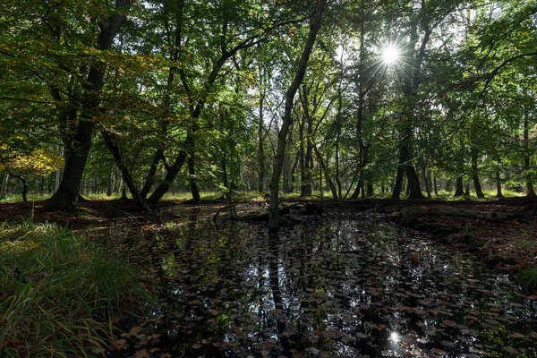 Paesaggio Moorland Nella Foresta Osterwald Backlight Zingst Fischland Dar Zingst — Foto Stock