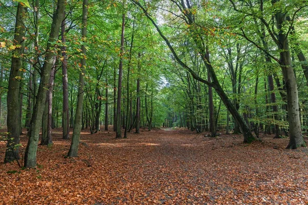 Floresta Faia Trilha Florestal Outono Dar Forest Dar Fischland Dar — Fotografia de Stock