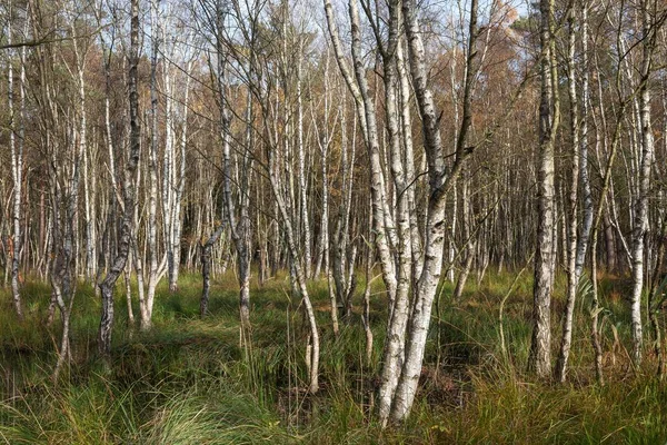 Moorlandscape Osterwald Forest Downy Birches Betula Pubescens Zingst Fischland Dar — 스톡 사진