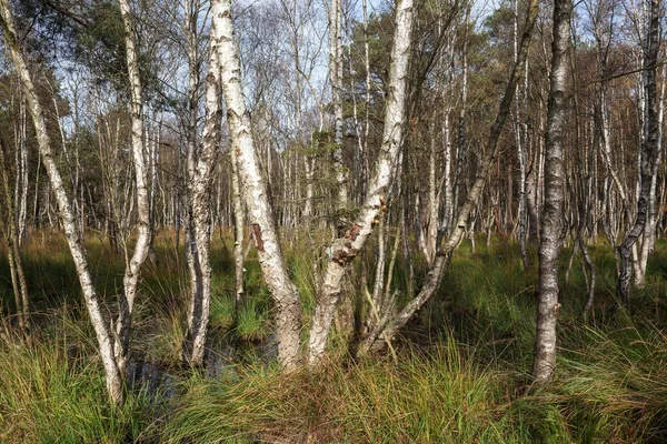 Moorlandscape Osterwald Forest Downy Birches Betula Pubescens Zingst Fischland Dar — Fotografia de Stock