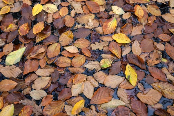 Folhas Outono Folhas Descoloridas Outono Nadando Água Brejo Osterwald Zingst — Fotografia de Stock
