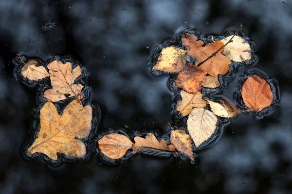秋の葉 秋の変色した葉は 袋水に泳いで Osterwald Zingst Fishland Dar Zingst Western Pomerania — ストック写真
