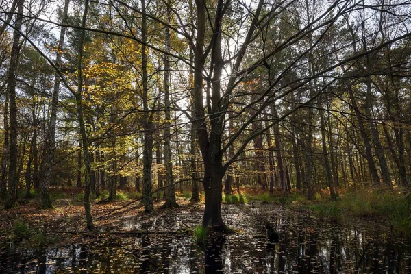 Moorland Landschap Met Herfstbomen Het Osterwald Achtergrondlicht Zingst Fischland Dar — Stockfoto