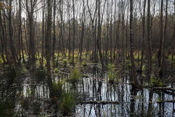 Moorland Landscape Downy Birches Betula Pubescens Osterwald Zingst Fischland Dar — Fotografia de Stock