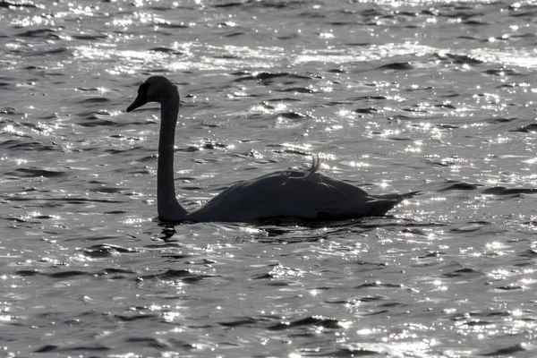 Swan Cygnus Плавает Воде Подсветкой Fiat Dar Zingst Балтийское Море — стоковое фото