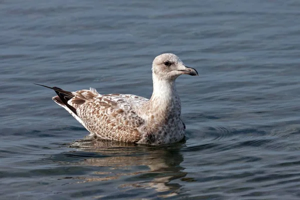 European Herring Gull Larus Argentatus Young Animal Floats Water Fischland — Stock Photo, Image