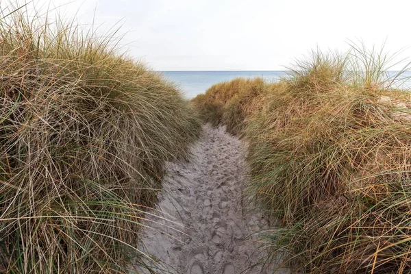 Trail Naar Het Strand Marram Grass Europees Marram Grass Ammophila — Stockfoto