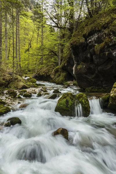 ハルトシュグラーベン国立公園 ゲッセー国立公園 スタイリア オーストリア ヨーロッパのコース — ストック写真
