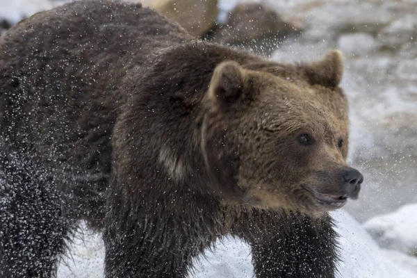 Коричневий Ведмідь Ursus Arctos Струшує Воду Хутра Полону Баварії Німеччини — стокове фото