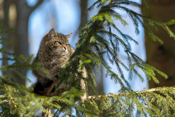 Wildcat Felis Silvestris Drzemie Drzewie Niewoli Bawaria Niemcy Europa — Zdjęcie stockowe