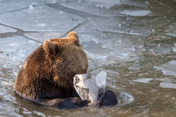 Urso Pardo Ursus Arctos Joga Água Gelada Cativeiro Baviera Alemanha — Fotografia de Stock