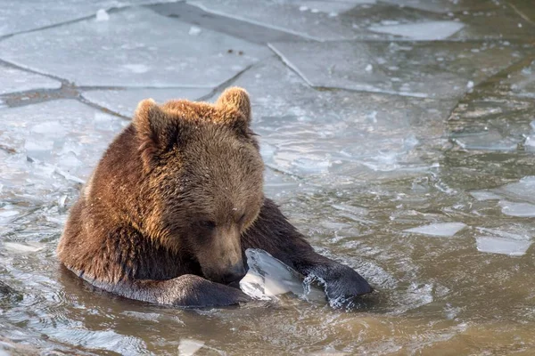 Καφέ Αρκούδα Ursus Arctos Παίζει Στο Παγωμένο Νερό Αιχμαλωσία Βαυαρία — Φωτογραφία Αρχείου