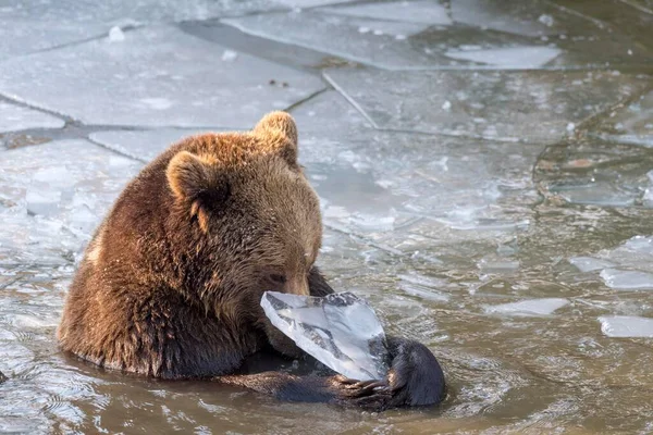 Urso Pardo Ursus Arctos Joga Água Gelada Cativeiro Baviera Alemanha — Fotografia de Stock