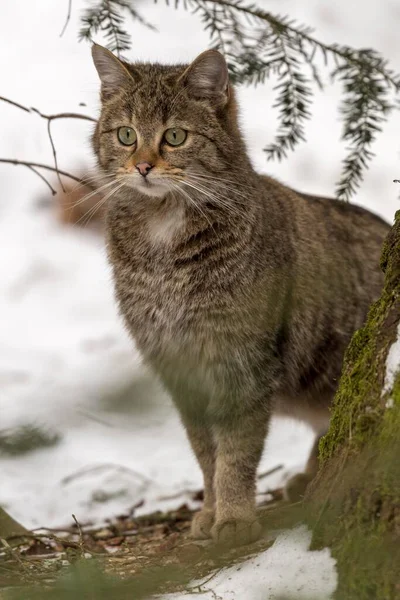 Wildcat Felis Silvestris Sněhu Zajetí Bavorsko Německo Evropa — Stock fotografie