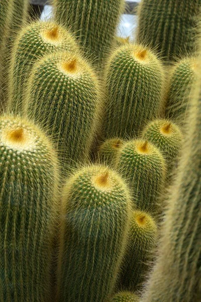 Parodia Eriocactus Leninghausii Flera Kaktusar — Stockfoto