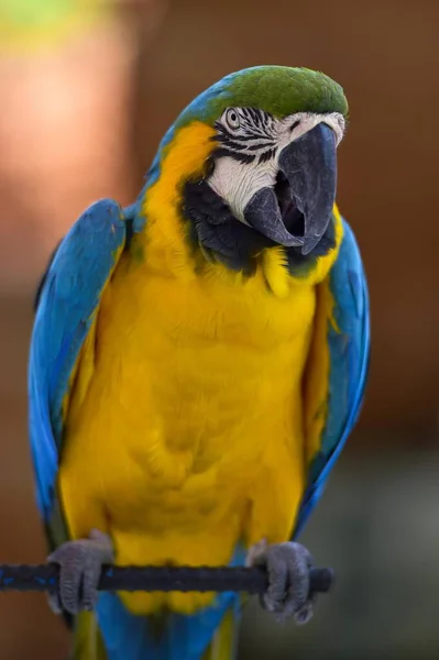Mavi Sarı Papağan Ara Ararauna Barda Tutsak Olarak Otururlar — Stok fotoğraf