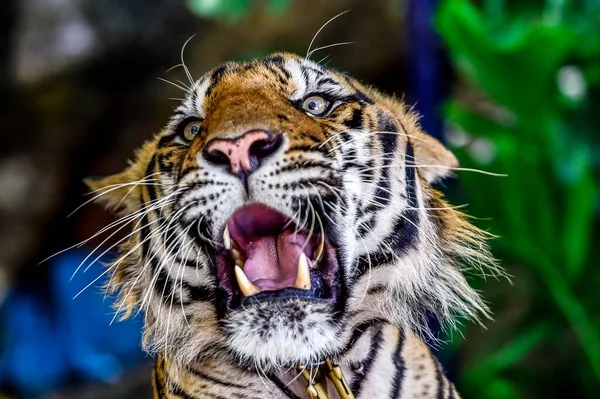 호랑이 Panthera Tigris 사로잡힌 포효하는 동물의 초상화 아시아 — 스톡 사진