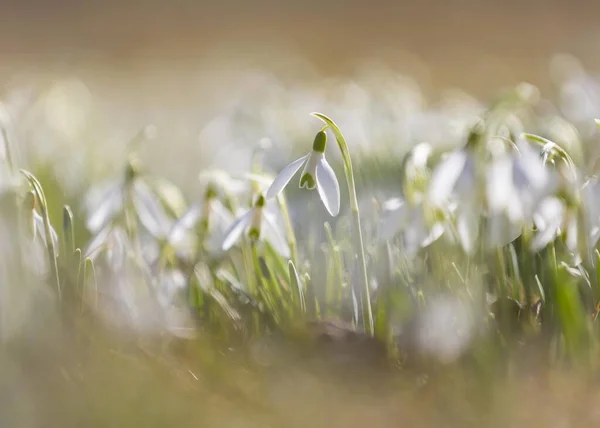 Caída Nieve Galanthus Alemania Europa — Foto de Stock