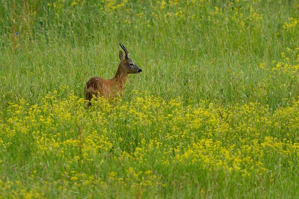Cerf Virginie Capreolus Capreolus Debout Dans Une Prairie Fleurs Jaunes — Photo