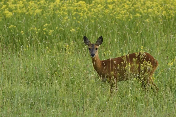 European Roe Deer Capreolus Capreolus Stands Meadow Lower Rhine North — Stock Photo, Image