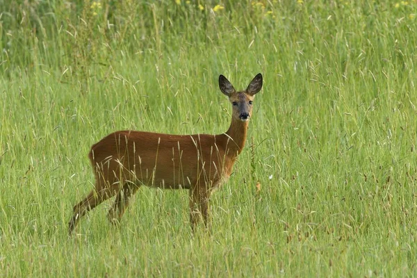 European Roe Deer Capreolus Capreolus Female Standing Meadow Lower Rhine — Stock Photo, Image