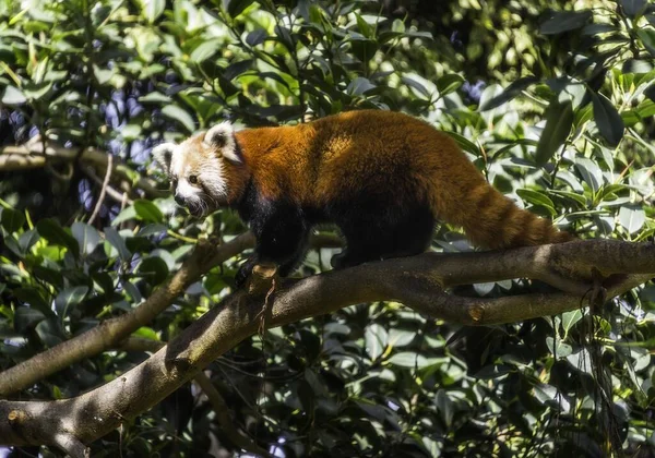 Roter Panda Ailurus Fulgens Klettert Gefangenschaft Baum — Stockfoto