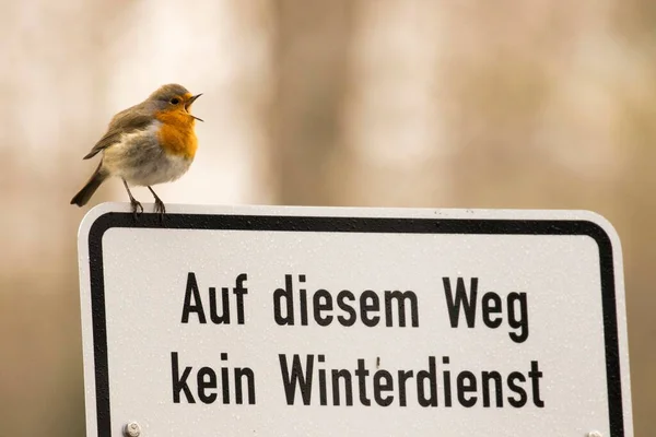 Chirping European Robin Erithacus Rubecula Står Skylt Mot Fotgängare Hessen — Stockfoto