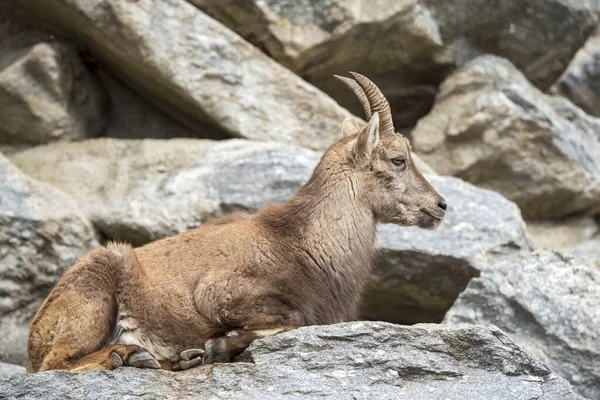 Alpine Ibex Capra Ibex Lies Rock Young Animal Female Captive — Stock Photo, Image