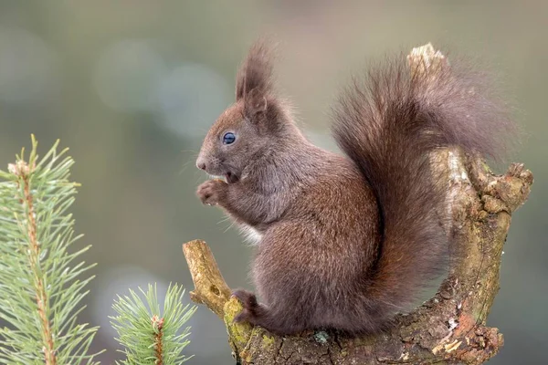Eurasisches Rotes Eichhörnchen Sciurus Vulgaris Sitzt Einer Astgabel Und Futtert — Stockfoto