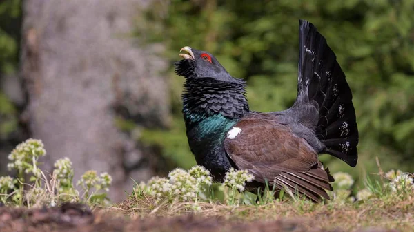 Western Capercaillie Tetrao Urogallus Courtshiping Blossoming Butterbur Chiemgau Alps Bavaria — Stock Photo, Image