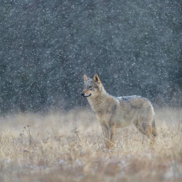 Šedý Vlk Canis Lupus Zajištění Louce Při Sněžení Národní Park — Stock fotografie