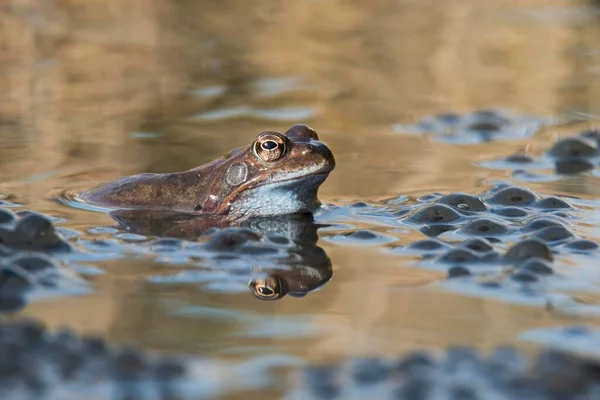 개구리 라리아 가물에서 산란하는 엠슬란 색스니 — 스톡 사진