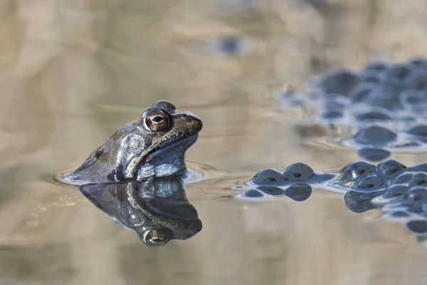 Κοινός Βάτραχος Rana Temporaria Που Αναπαράγεται Ύδατα Emsland Κάτω Σαξονία — Φωτογραφία Αρχείου