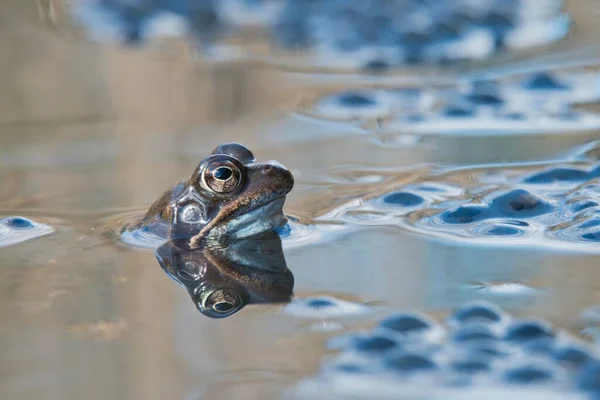 普通青蛙 Rana Temporaria 在德国下萨克森州埃默里斯市的水域产卵 — 图库照片