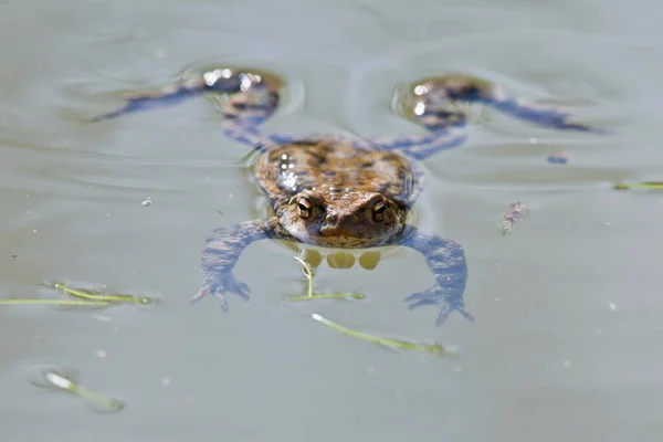 Κοινός Βάτραχος Bufo Bufo Βρίσκεται Στο Νερό Emsland Κάτω Σαξονία — Φωτογραφία Αρχείου