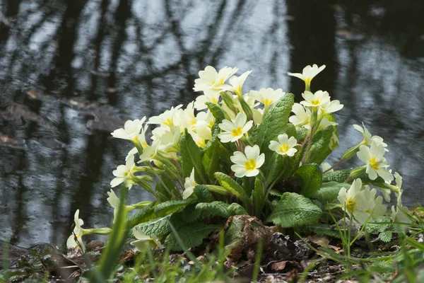 stock image Primrose (Primula vulgaris) on the waterfront, Emsland, Lower Saxony, Germany, Europe