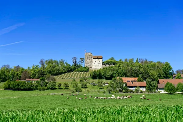 Habsburg Kanton Aargau Schweiz Europa — Stockfoto