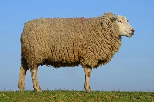 Domácí Ovce Ovis Gmelini Aries Westerhever Šlesvicko Holštýnsko Německo Evropa — Stock fotografie