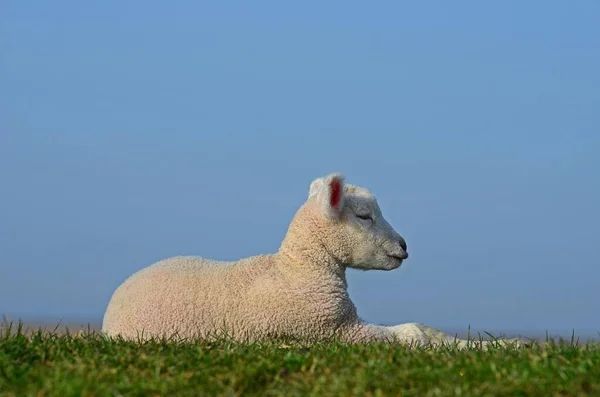 Agneau Moutons Domestiques Ovis Gmelini Aries Assis Sur Digue Westerhever — Photo