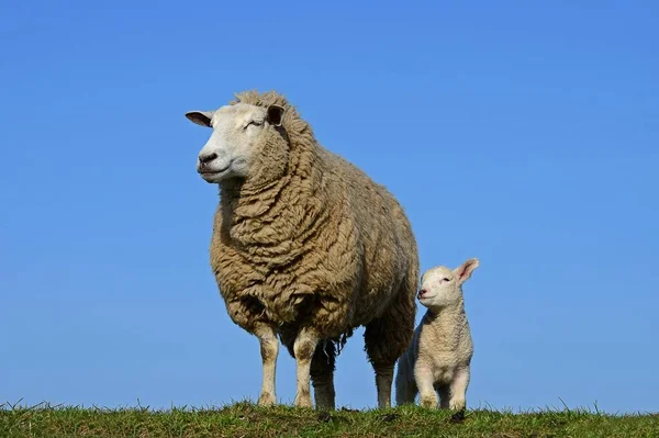 Owce Domowe Ovis Gmelini Aries Maciorki Jagnięciny Westerhever Szlezwik Holsztyn — Zdjęcie stockowe